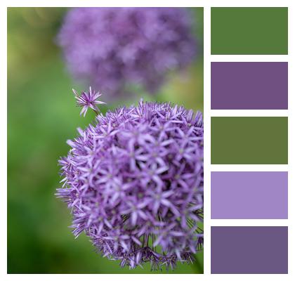 Ornamental Onion Flower Wallpaper Allium Image